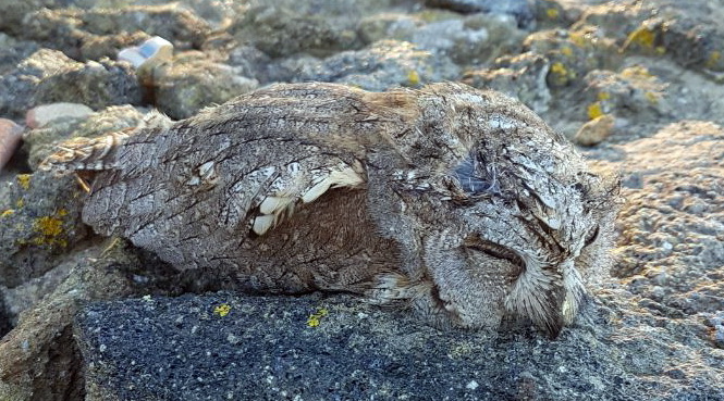 Strigiformes da identificare:  Assiolo (Otus scops)